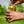 Blonde Ale - PWHL Pack - 24 x 355ml