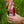 Irish Red Ale - PWHL Pack - 24 x 355 ml